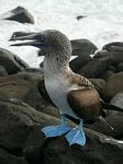 Galapagos (Mar 2009) - Day 06 - 454
